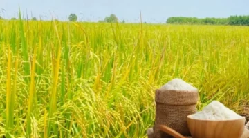 زيادة طفيفة في أسعار أرز داي ثوم 8 بالأسواق المحلية خلال الساعات الأخيرة